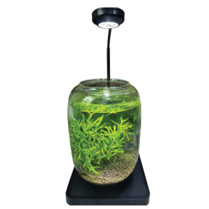 Aquarium Jar